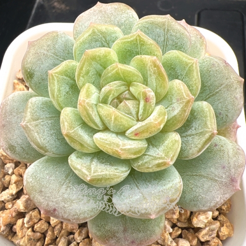 Echeveria 'White Lover' | Real & Unique