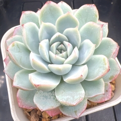 Echeveria 'Blue Lover' | Real & Unique