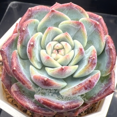 Echeveria 'Bramble jam' | Real & Unique