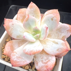 Echeveria 'Snow Love' | Real & Unique