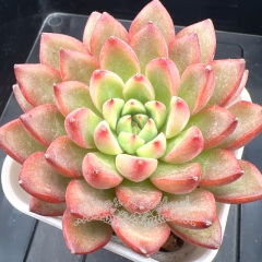 Echeveria 'Tuberose' | Real & Unique