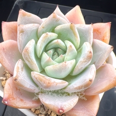 Echeveria 'White Smile' | Real & Unique