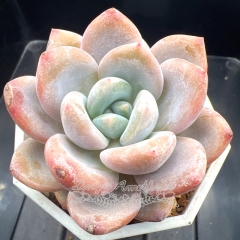 Echeveria 'Milk Bunny' | Real & Unique