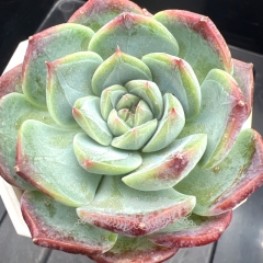 Echeveria 'Bramble jam' | Real & Unique