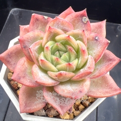 Echeveria 'Peach Champagne' | Real & Unique