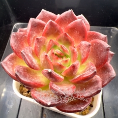 Echeveria 'Red Lantern' | Real & Unique