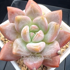 Echeveria 'Amber Jelly' | Real & Unique