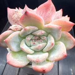 Echeveria 'Hepburn' | Real & Unique