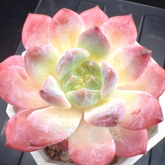 Echeveria 'cherry blossom snow' | Real & Unique