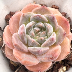 Echeveria 'ice soul' | Real & Unique