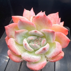 Echeveria 'Hepburn' | Real & Unique