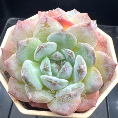 Echeveria 'ice soul' - 'wedding ring' | Real & Unique