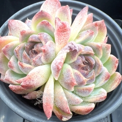 Echeveria 'Purple Fairy' | Real & Unique