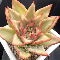 Echeveria agavoides variegated | Real & Unique