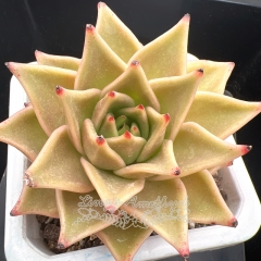 Echeveria 'Jade Star' variegated | Real & Unique