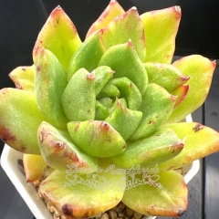 Echeveria Agavoides 'Jillian' Variegated | Real & Unique