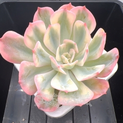 Echeveria 'Imbricata' variegated | Real & Unique