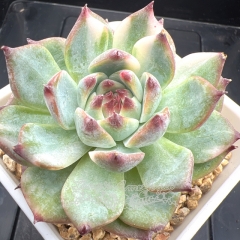 Echeveria chihuahuaensis variegated | Real & Unique