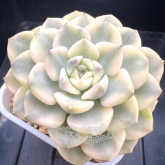 Echeveria 'Tinkerbell' variegated | Real & Unique