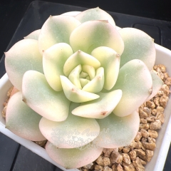 Echeveria 'Nicksana' variegated | Real & Unique