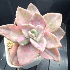 Graptopetalum 'Bainesii' variegated | Real & Unique