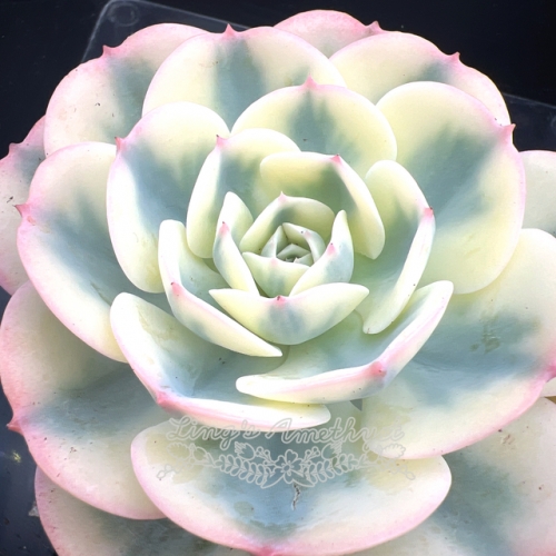 Echeveria Lenore Dean | Real & Unique