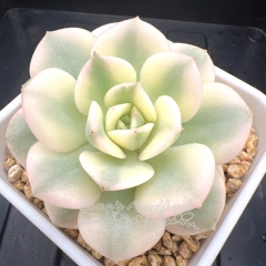 Echeveria 'Nicksana' variegated | Real & Unique