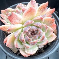 Echeveria 'Purple Fairy' | Real & Unique