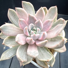 Echeveria 'Blood Moon' variegated | Real & Unique