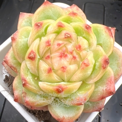 Echeveria 'Ice Candy Jelly' | Real & Unique