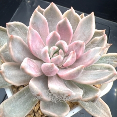 Echeveria 'Blood Moon' variegated | Real & Unique