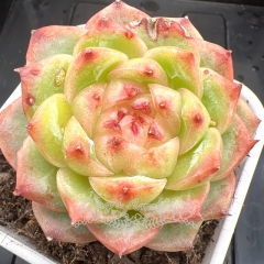 Echeveria 'Ice Candy Jelly' | Real & Unique