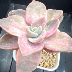 Graptopetalum 'Bainesii' variegated | Real & Unique