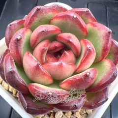 Echeveria 'Montblanc' | Real & Unique