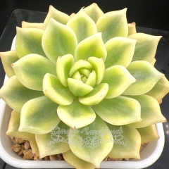 Echeveria Butterfly Flying Variegated | Real & Unique