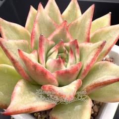 Echeveria agavoides variegated | Real & Unique