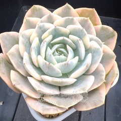 Echeveria runyonii Rose ex Walther variegated | Real & Unique