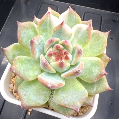 Echeveria chihuahuaensis variegated | Real & Unique