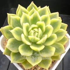 Echeveria Butterfly Flying Variegated | Real & Unique