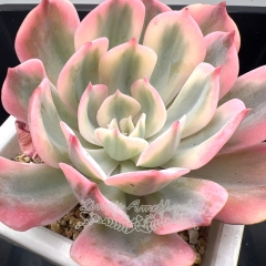 Echeveria 'Imbricata' variegated | Real & Unique