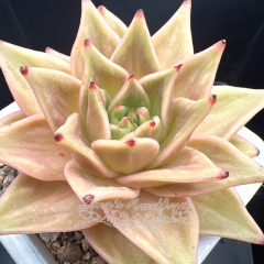 Echeveria 'Jade Star' variegated | Real & Unique