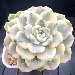 Echeveria 'Tinkerbell' variegated | Real & Unique