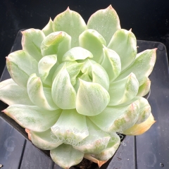 Echeveria Queen's Maria Variegated | Real & Unique