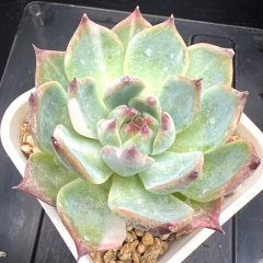 Echeveria chihuahuaensis variegated | Real & Unique