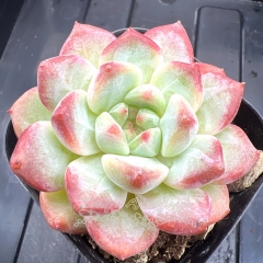 Echeveria 'Desert Queen' | Real & Unique