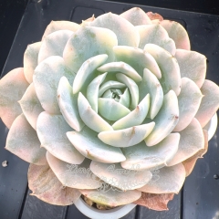 Echeveria runyonii Rose ex Walther variegated | Real & Unique