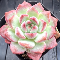 Echeveria 'Desert Queen' | Real & Unique