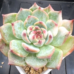 Echeveria chihuahuaensis variegated | Real & Unique