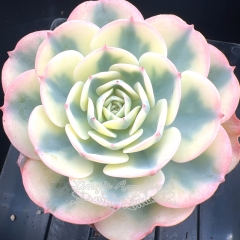 Echeveria Lenore Dean | Real & Unique