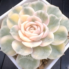 Echeveria Onslow variegated | Real & Unique